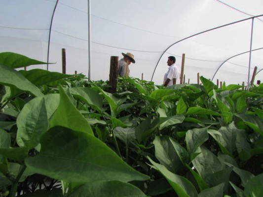 Chiles hondureños deleitarán a mexicanos