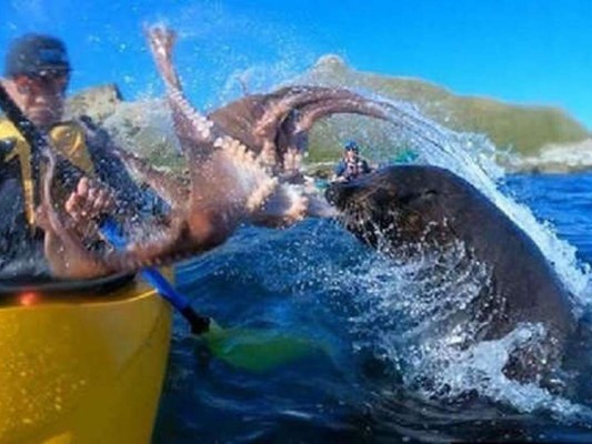 Video: león marino golpea a piragüista con un pulpo