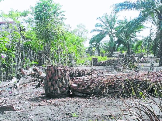 Fiscalía anuncia 50 exhumaciones en el Bajo Aguán