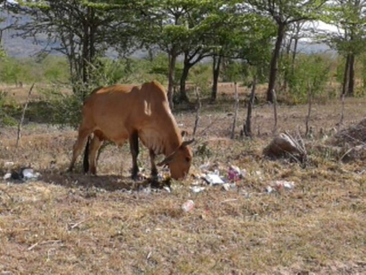 Mortal sequía arrasa con ganado y cultivos en Valle