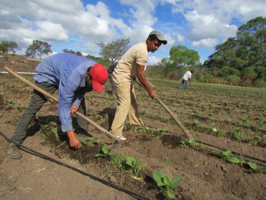 Destinan $255 millones para potenciar el agro de Honduras