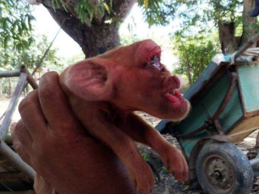 HAB14 LA HABANA (CUBA) 19/08/17.- Foto tomada del sitio oficial Cubadebate hoy, 19 de agosto de 2017, en la que se observa un cerdito con un rostro con facciones que se asemejan mucho a las de un mono, miembro de una camada de 10 lechones nacidos el pasado martes en el municipio de San Juan y Martínez, en la provincia de Pinar del Río (Cuba). EFE/Rosalía Suárez Said / CUBADEBATE/ SOLO USO EDITORIAL / NO VENTAS / MÁXIMA CALIDAD DISPONIBLE