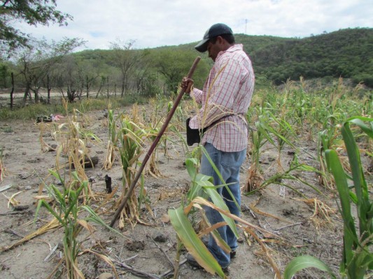 Alerta por devoradora langosta que ataca cultivos de granos básicos en Centroamérica