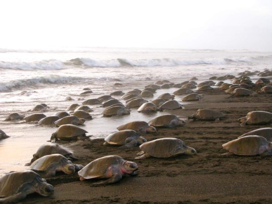 Arribada de tortugas en Costa Rica deslumbra a turistas