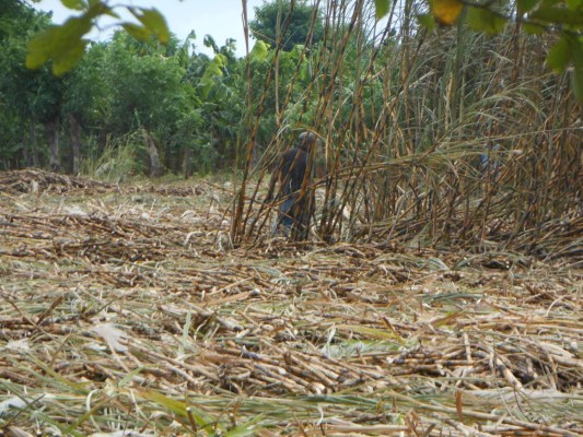 Azucareros del sur afectados por cálculo en precio de la caña