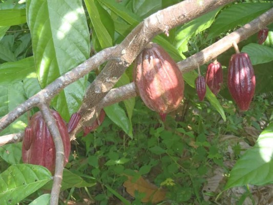 Promueven estudios de genética para potenciar siembras de cacao