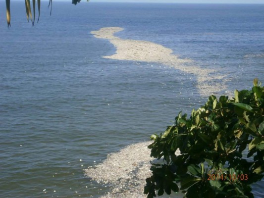 Limitan esfuerzos para evitar la basura en las playas de Omoa