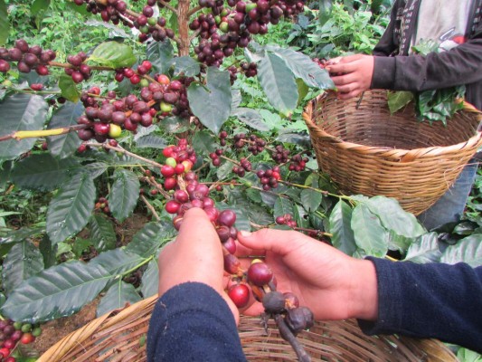 Requieren trabajadores para cosecha de café