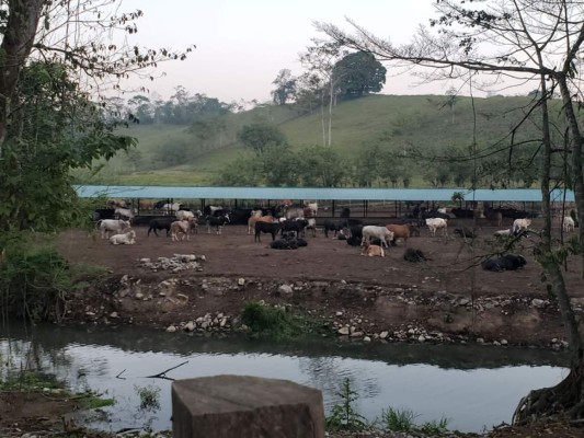 Decomisan gran cantidad de armas y vehículos en Copán