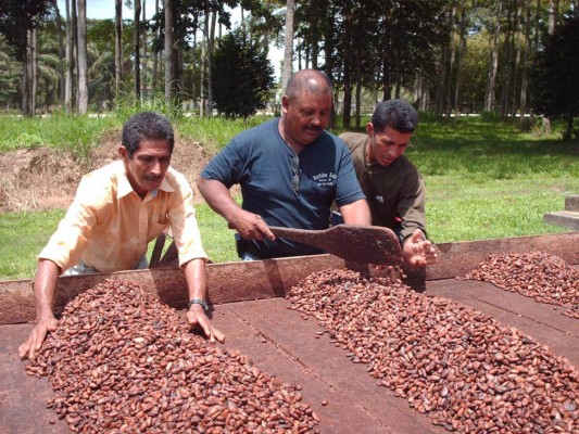 Con fondos suizos se fortalecerán cooperativas de cacao