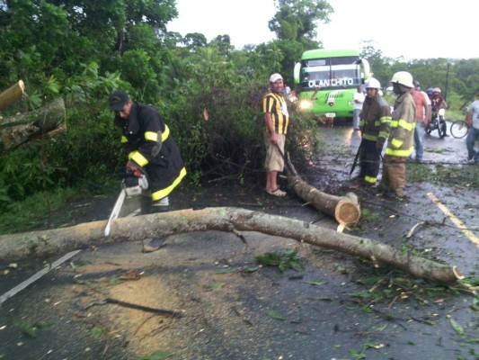 Miembros del Cuerpo de Bomberos quitan los árboles caídos en la carretera.