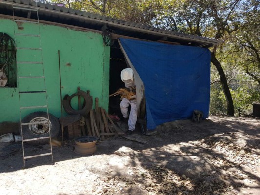 Honduras: si amas a los animales, esta nota te encantará