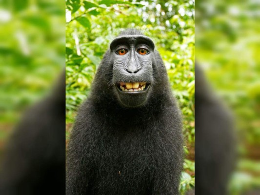 Mono pierde los derechos de su selfie ante la corte