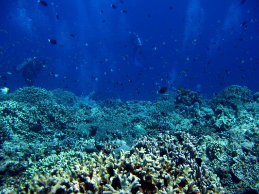 En 2050 arrecifes perderán uno de sus componentes básicos