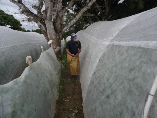 Protección de cultivos gana terreno en la agricultura