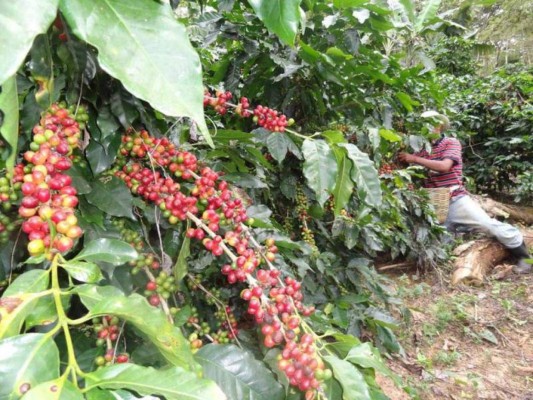 Cafetaleros se reunirán en Brasil para discutir crisis de bajos precios