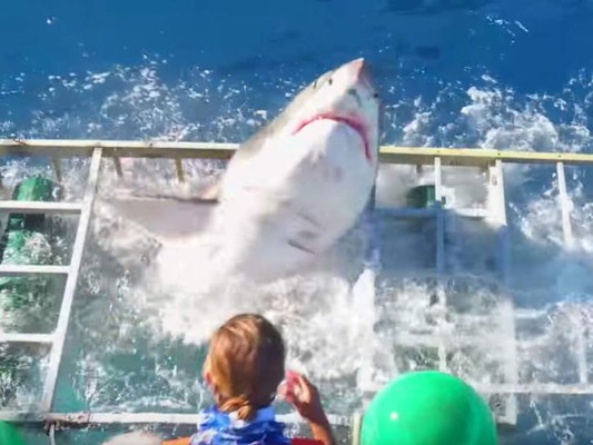 Aterrador: Tiburón blanco rompe una jaula con un buzo adentro