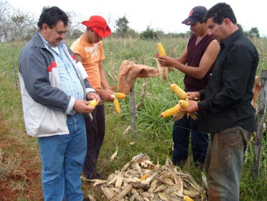 Banadesa dispone L200 millones para productores de granos