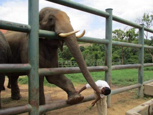 Muere joven al intentar hacerse un 'selfi' con elefante
