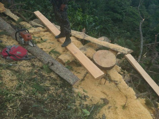 Tres detenidos por supuesta tala ilegal en Comayagua