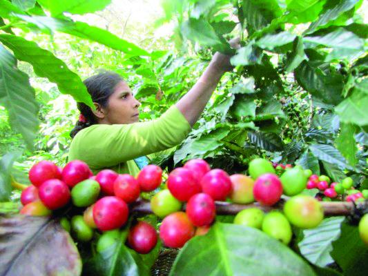 Exportación de café suma 2,52 millones de sacos
