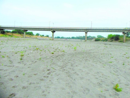 Productores en alerta por sequía en la zona sur