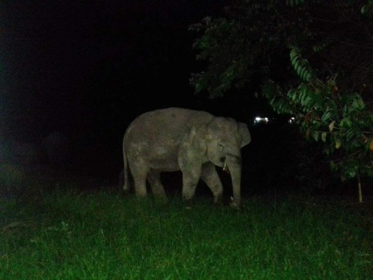 Elefante irrumpe en salón de clases y causa pánico