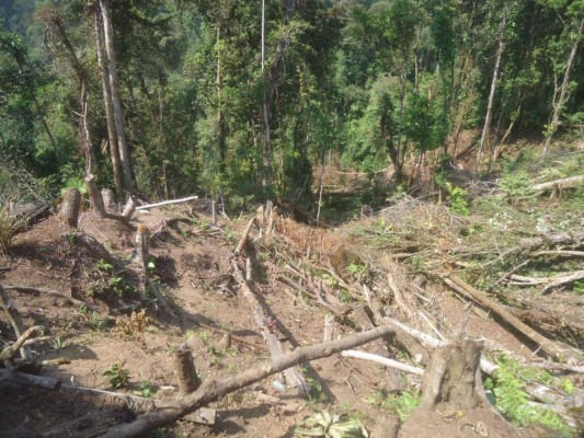 Investigan corte de 120 árboles en El Merendón