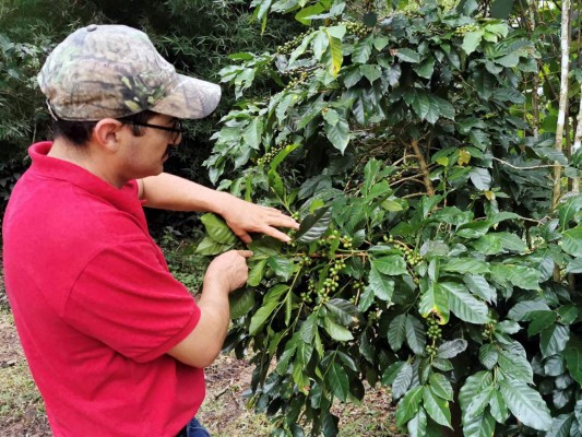 Café de Marcala: El clima y buen trato hacen que sea de lo mejor de Honduras