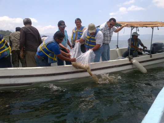 Pescadores del Lago de Yojoa se organizan