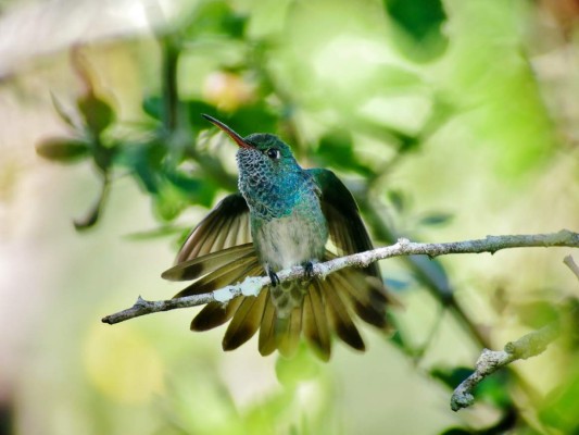 Honduras sobresale con el tour de aves