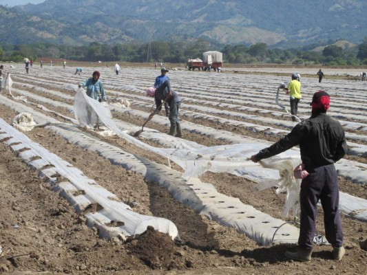 FAO impulsa fondo solidario para el agro de Choluteca