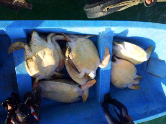 Naval de Honduras rescata 16 tortugas marinas