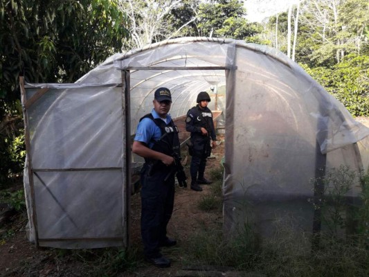 Desmantelan narcolaboratorio en Santa Bárbara