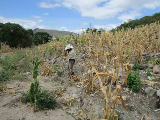 Sequía a obliga a hondureños a desplazarse