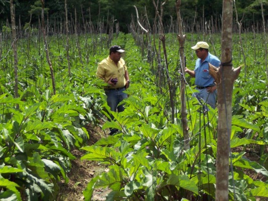 Chilenos asesoran a Honduras sobre sistemas de inspección