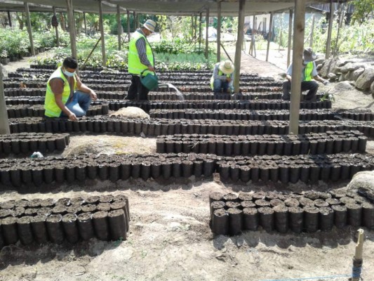 Cientos de hectáreas se han recuperado en El Merendón