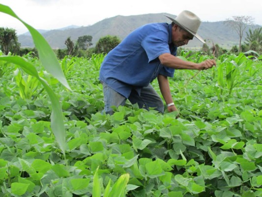 FAO apoya programas de nutrición en alcaldías de Honduras