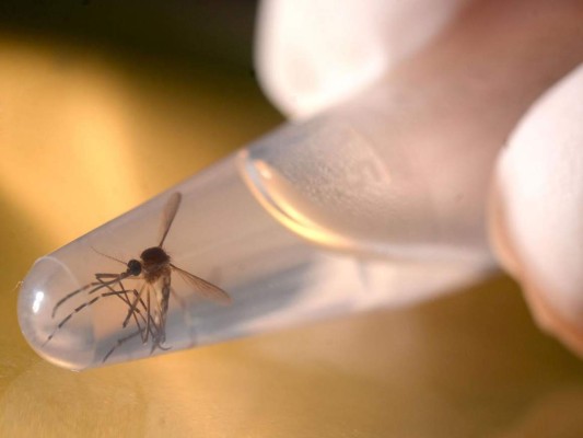 EUA analizará sangre donada para descartar Zika