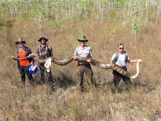 Capturan una gigantesca pitón en el sur de Florida