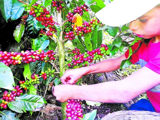 Pequeños productores de café recibirán un millón de plantas