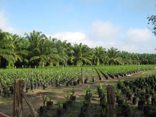 Honduras vendió $92 millones en aceite de palma en 6 meses