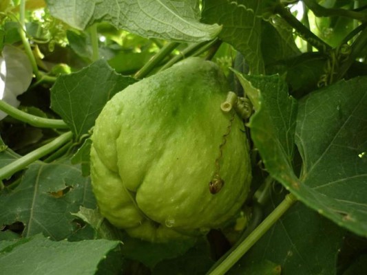 Investigadores mexicanos desarrollan un extracto de chayote contra el cáncer