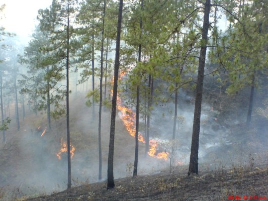 Por incendiar bosques están tras las rejas más de 20 personas