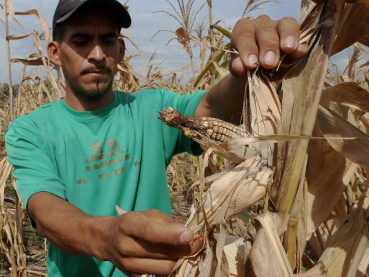 Medida de maíz blanco de Olancho sube a 25 lempiras en Tegucigalpa