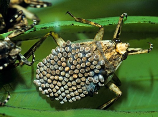 Los insectos más extraños del mundo  