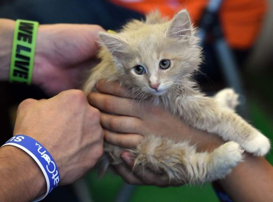 Alertan por letal virus transmitido por los gatos