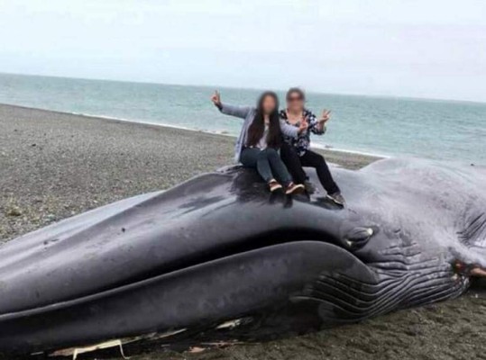 Indignante: Se toman fotos y rayan la piel de una ballena muerta