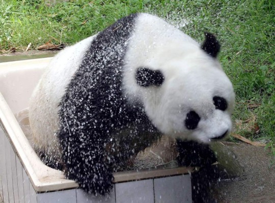 Muere en China la osa 'Basi', el panda más viejo del mundo en cautividad