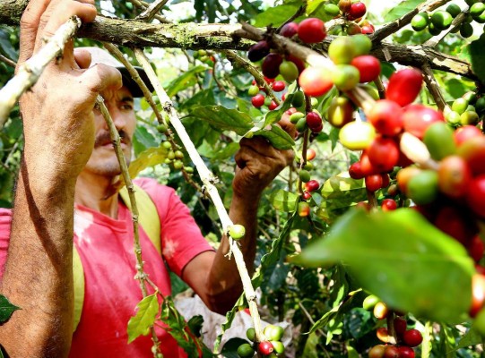 Café hondureño, pionero en Centroamérica